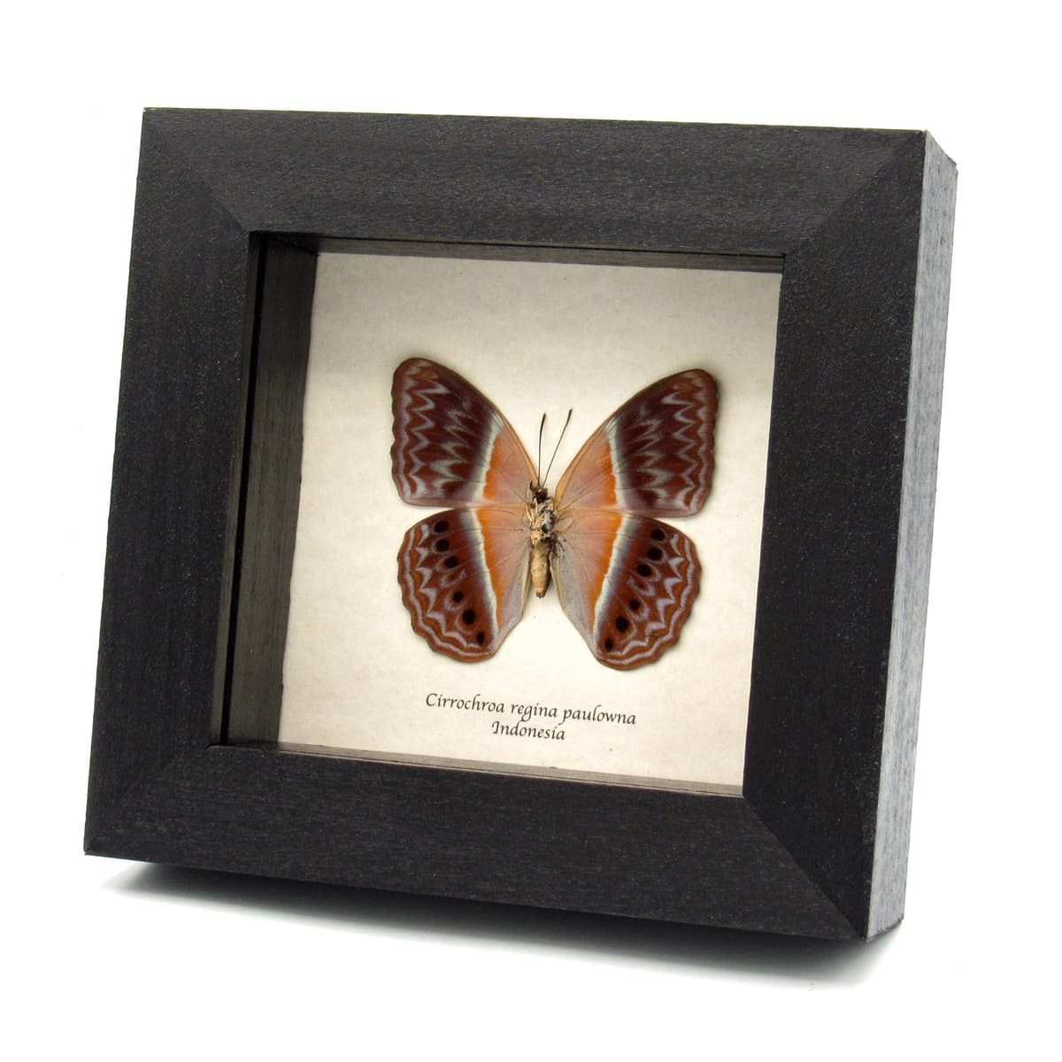 Rare Prismatic butterfly framed taxidermy - Cirrochroa regina paulowna