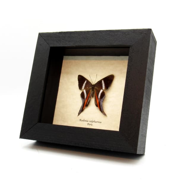 Extremely rare real Metalmark butterfly framed taxidermy - Rodinia calphurnia - damaged/repaired