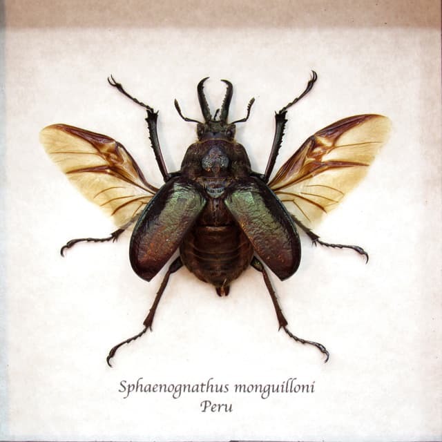 Beady eyed beetle framed taxidermy - Sphaenognathus monguilloni