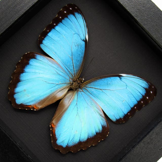 Real Blue Morpho butterfly framed taxidermy - Morpho peleides
