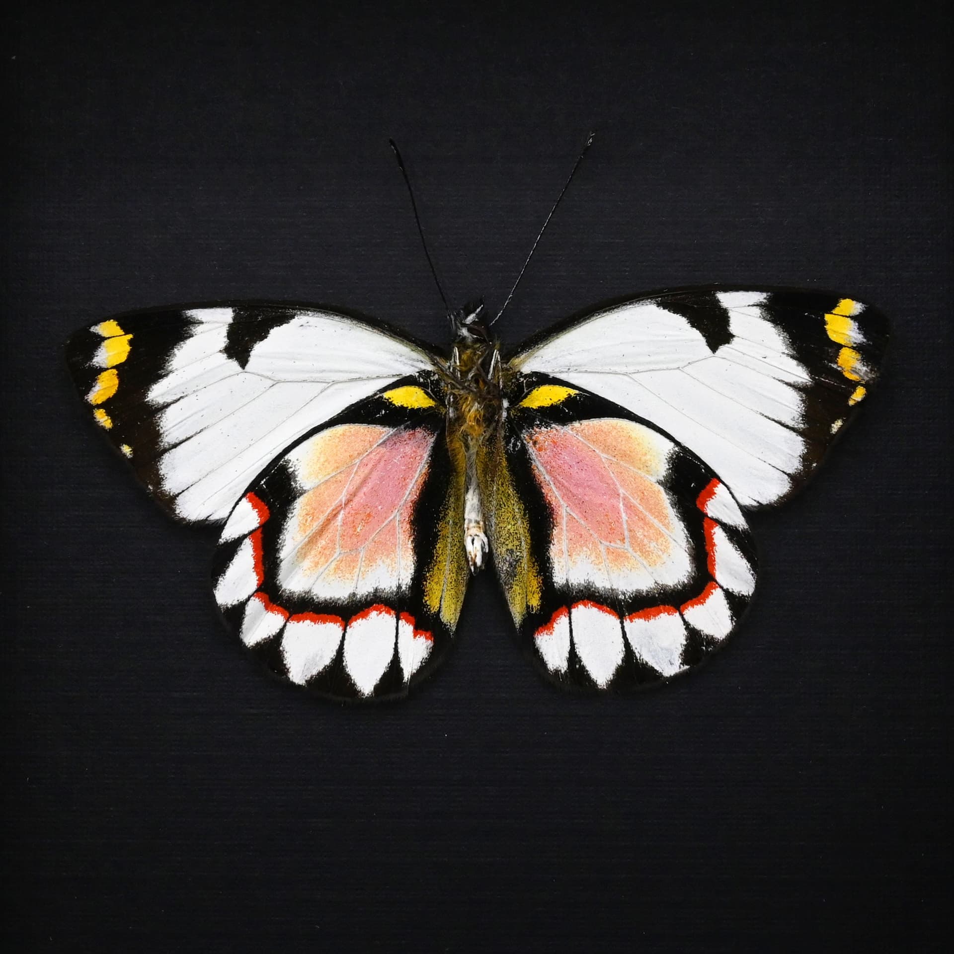 Rare pink Delias butterfly framed taxidermy - Delias iltis - Victorian mount