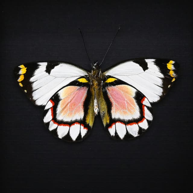 Rare pink Delias butterfly framed taxidermy - Delias iltis - Victorian mount