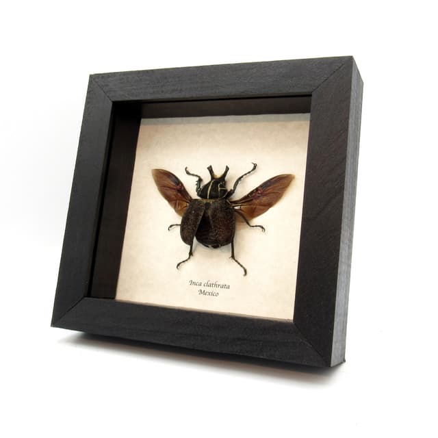 Rare Mexican Scarab Beetle framed taxidermy - Inca clathrata