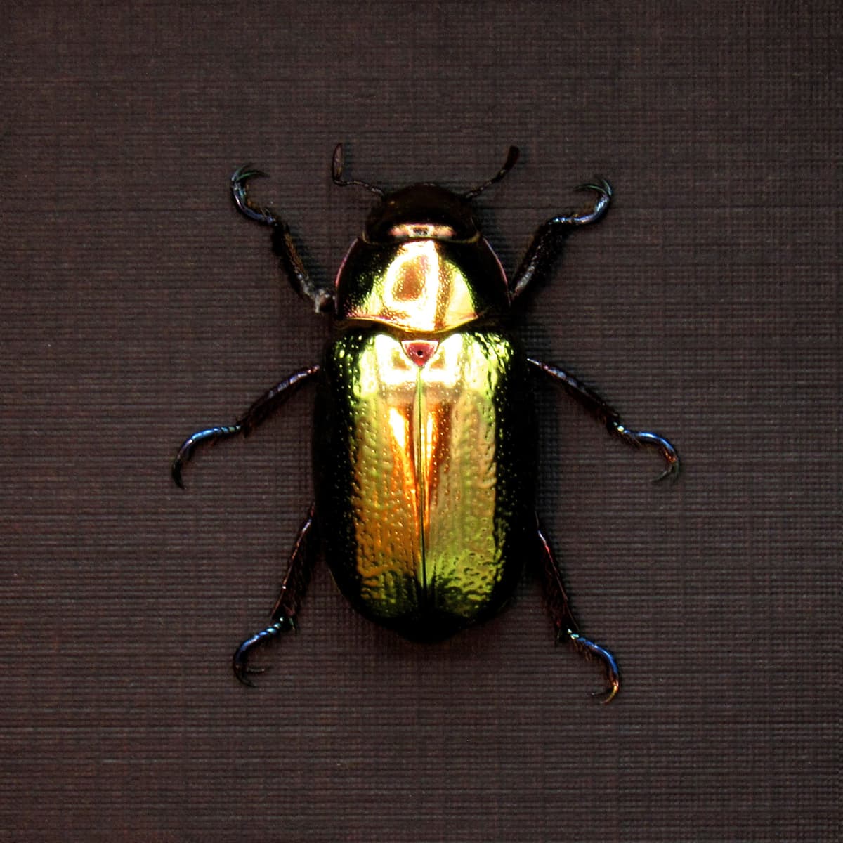 Large rare gold metallic jewel beetle framed taxidermy - Chrysina curoei