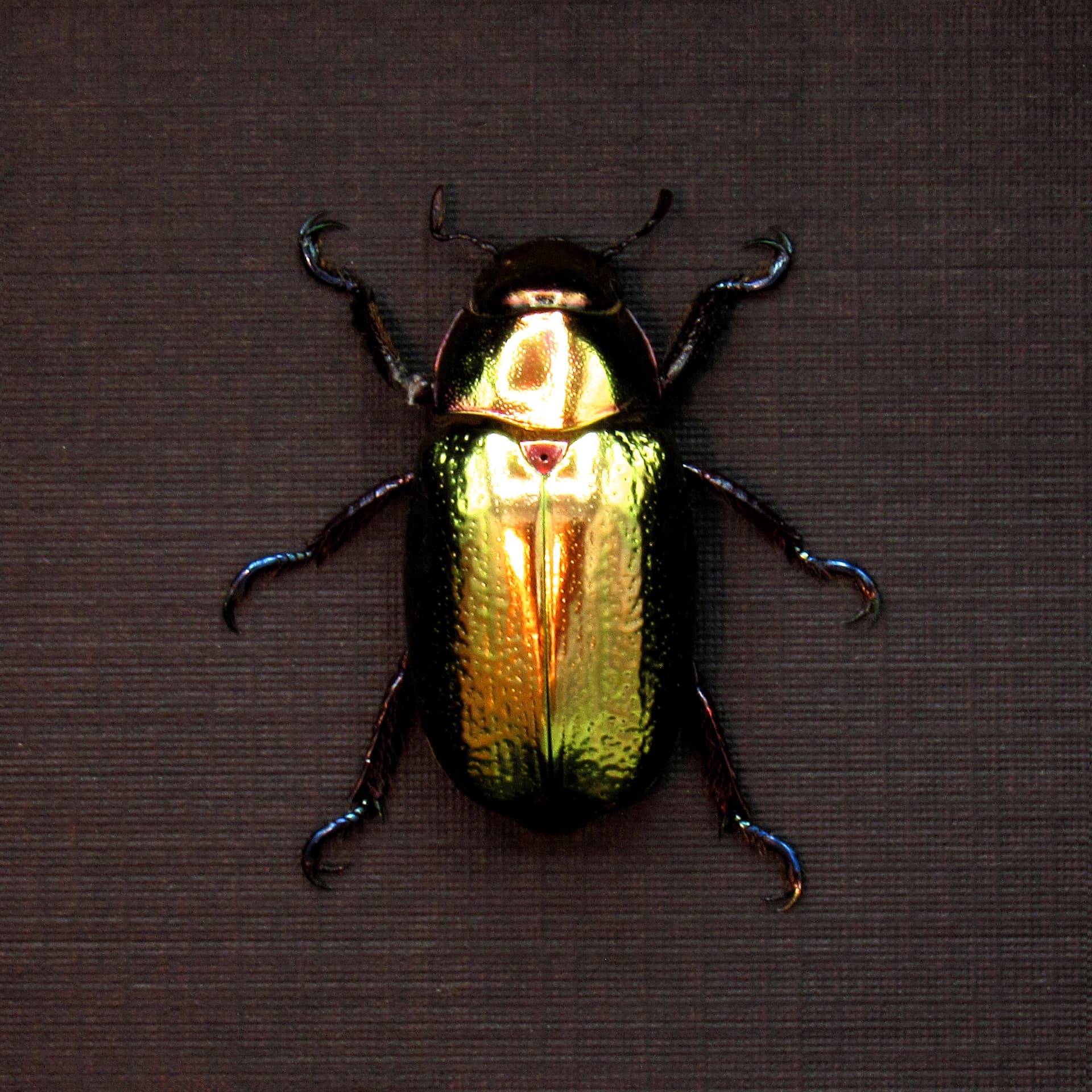 Large rare gold metallic jewel beetle framed taxidermy - Chrysina curoei