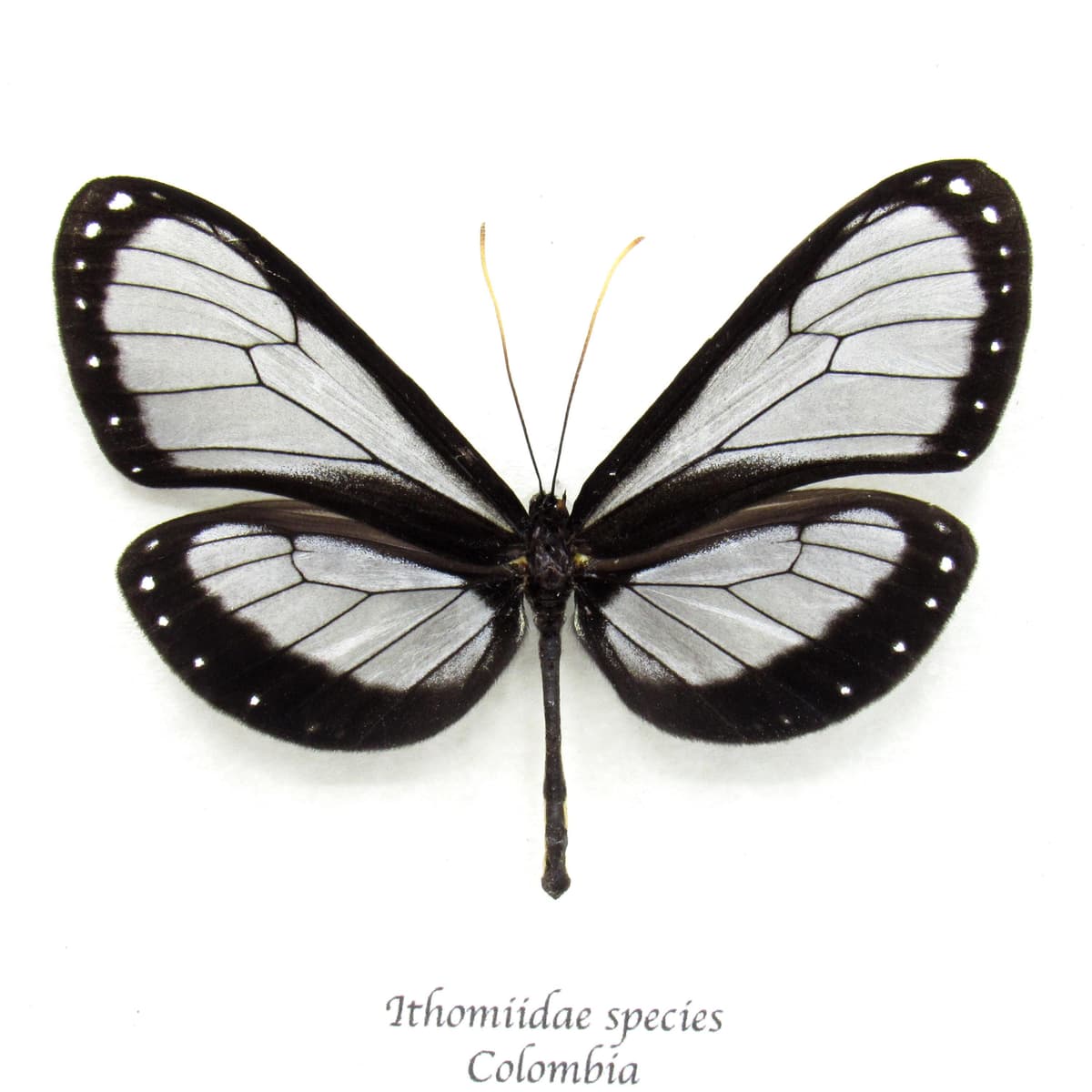 Real black Ithomiine Longwing butterfly framed taxidermy - Ithomiidae species