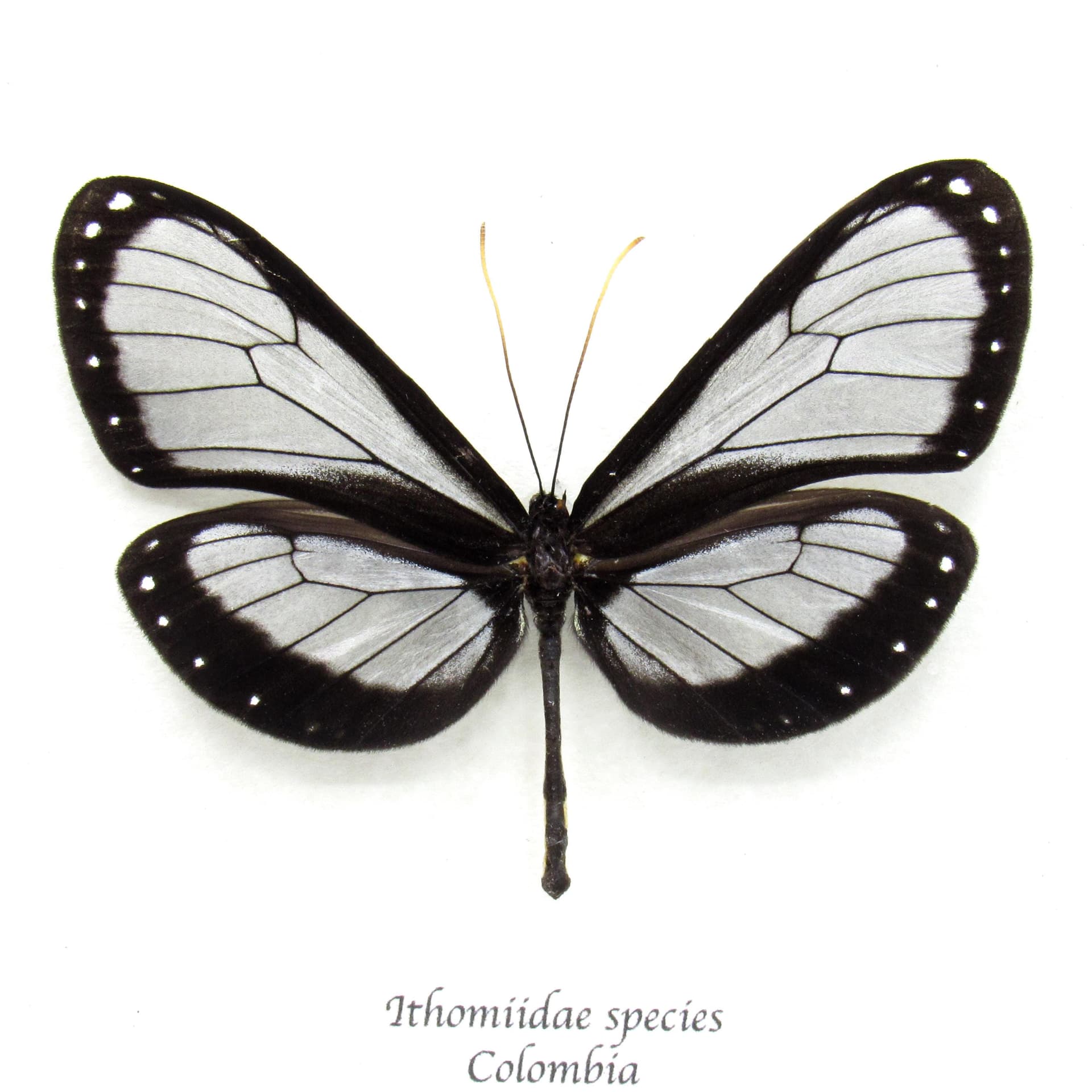 Real black Ithomiine Longwing butterfly framed taxidermy - Ithomiidae species