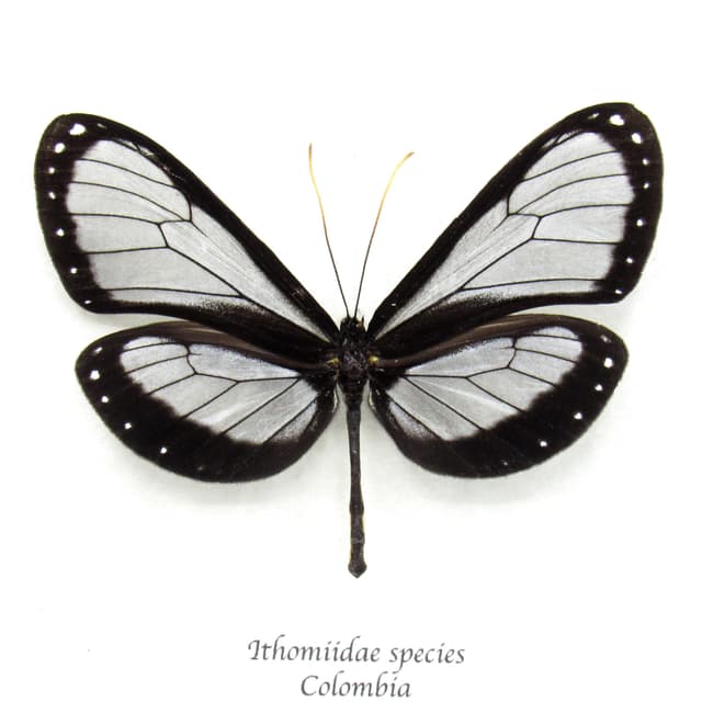 Real black Ithomiine Longwing butterfly framed taxidermy - Ithomiidae species