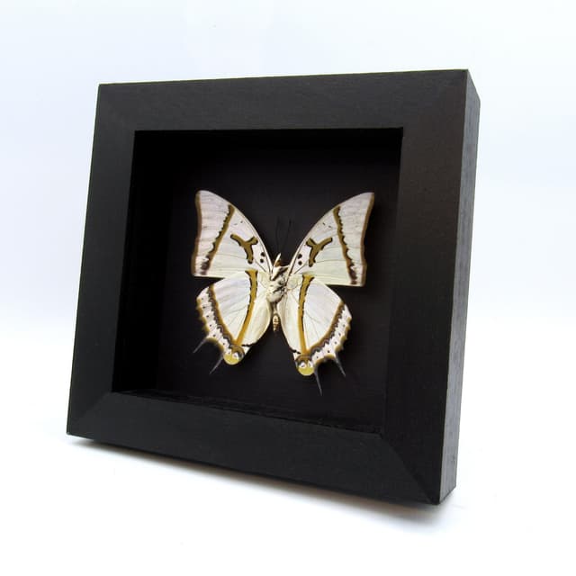 Real XL pearlescent Great Nawab butterfly framed taxidermy - Polyura eudamippus