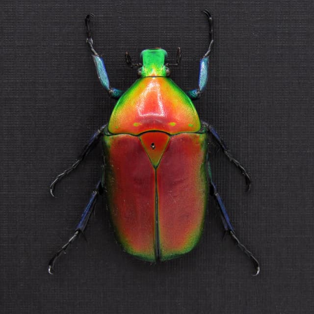 Real red metallic scarab beetle framed taxidermy - Torynorrhina flammea