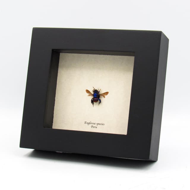 Rare purple Orchid Bee framed taxidermy - Euglossa species