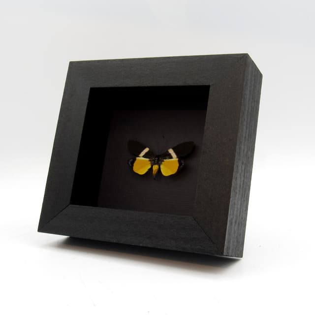 Real tiny day-flying moth framed taxidermy - Eterusia angustipennis gaedei