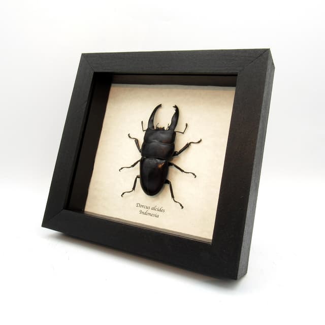 Real Giant Stag beetle framed taxidermy - Dorcus alcides - XL
