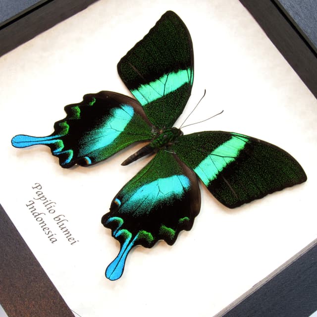 XL Peacock Swallowtail butterfly framed taxidermy - Papilio blumei