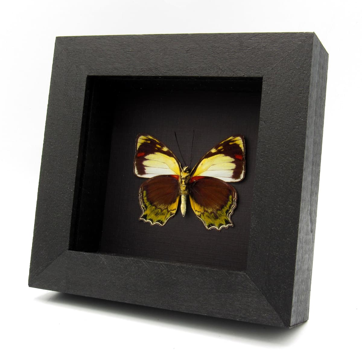 Rare butterfly framed specimen - Mynes talboti