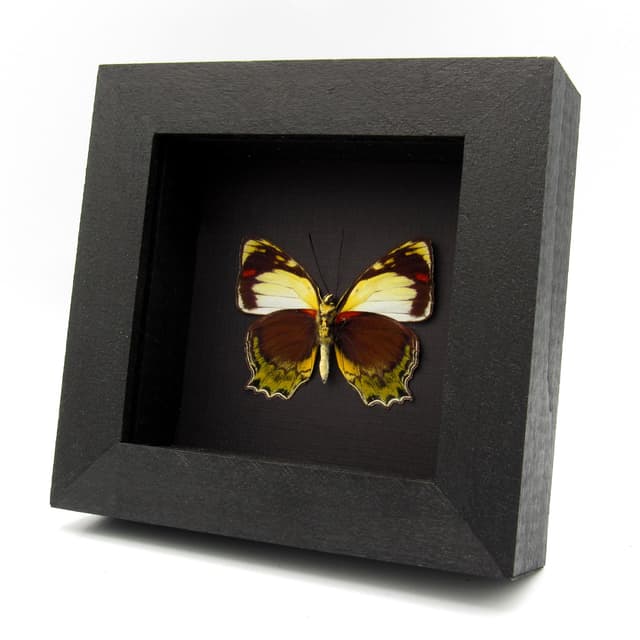 Rare butterfly framed specimen - Mynes talboti