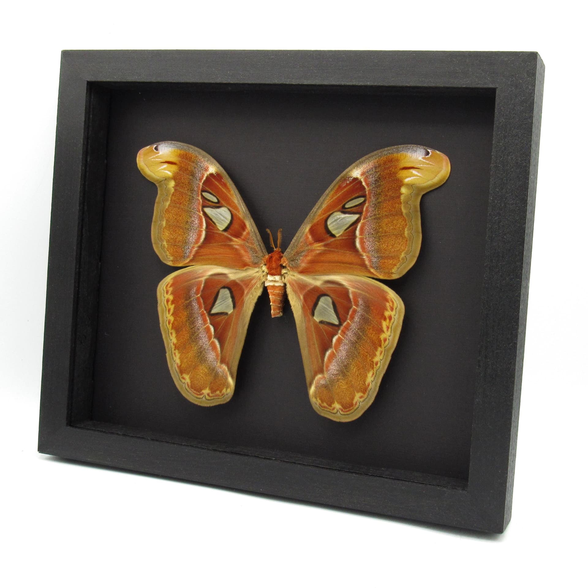 XL framed Atlas moth taxidermy - Attacus atlas - 7.85" female - 2