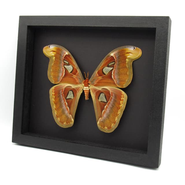 XL framed Atlas moth taxidermy - Attacus atlas - 7.85" female - 2