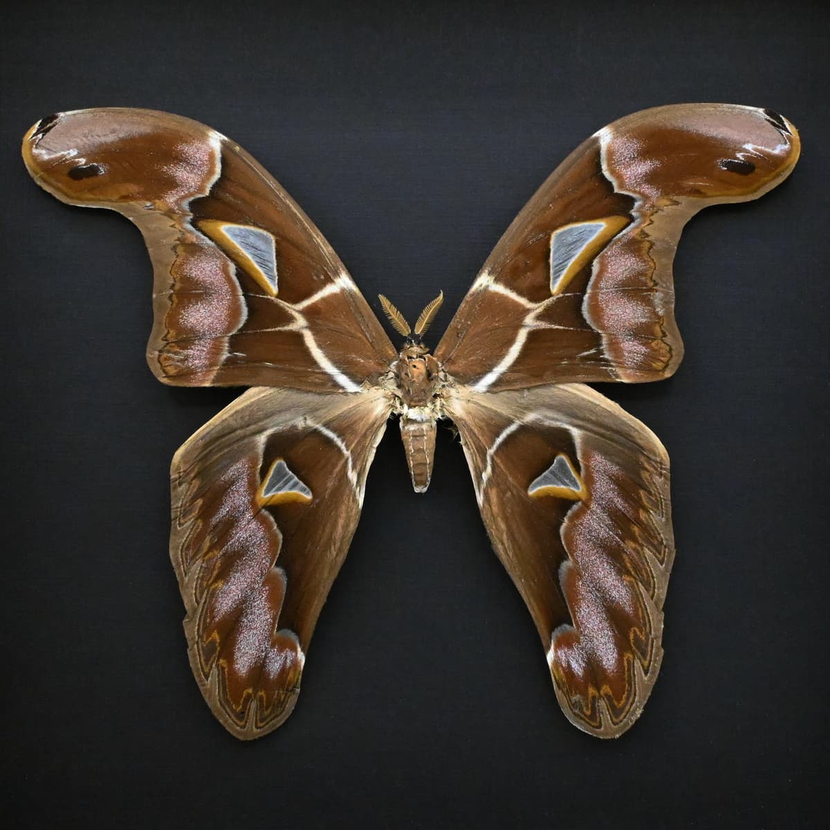 Very rare Giant Atlas moth framed taxidermy - Archaeoattacus staudingeri