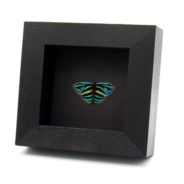 Rare blue hairstreak butterfly framed taxidermy - Thestius meridionalis - Victorian mount