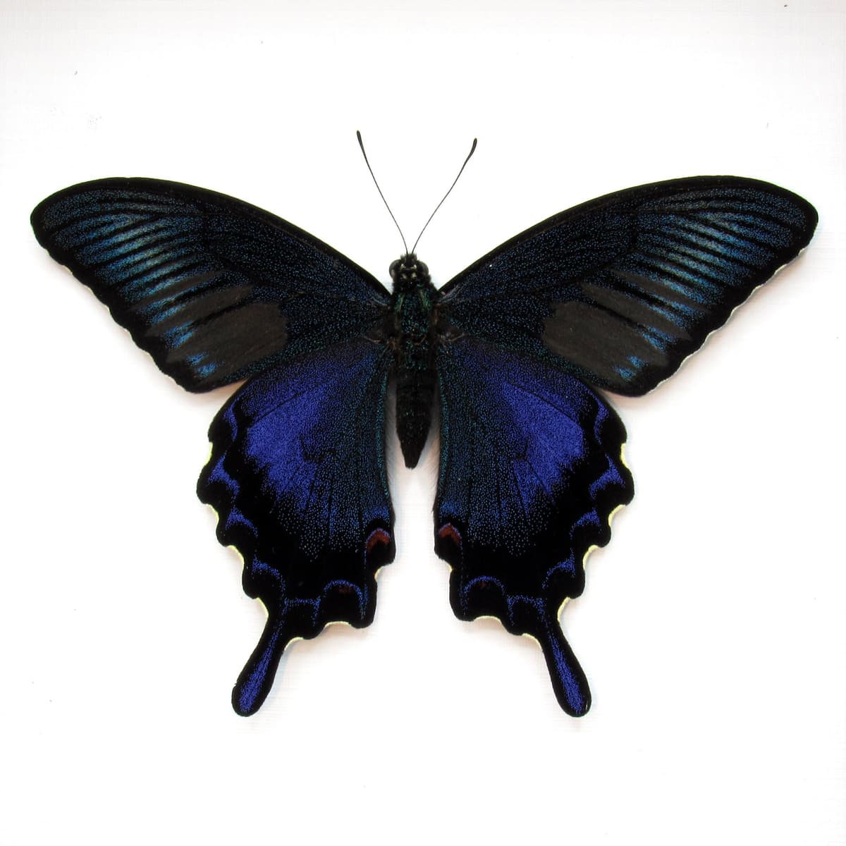 Real black Peacock butterfly framed taxidermy - Papilio bianor dehaani - spring form - Victorian mount