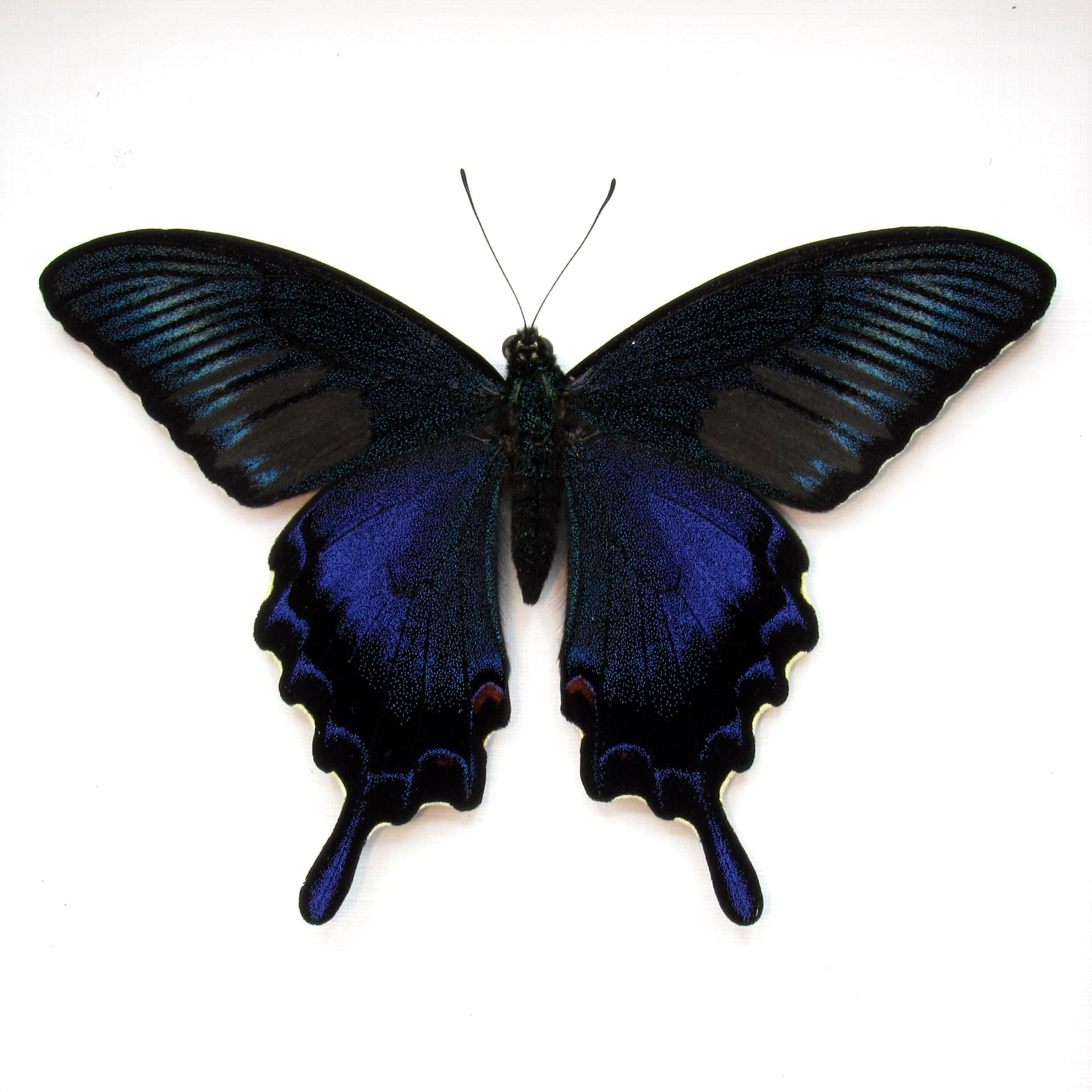Real black Peacock butterfly framed taxidermy - Papilio bianor dehaani - spring form - Victorian mount
