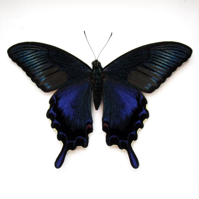 Real black Peacock butterfly framed taxidermy - Papilio bianor dehaani - spring form - Victorian mount