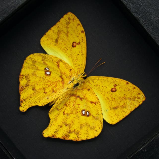Real yellow butterfly framed taxidermy - Phoebis rurina