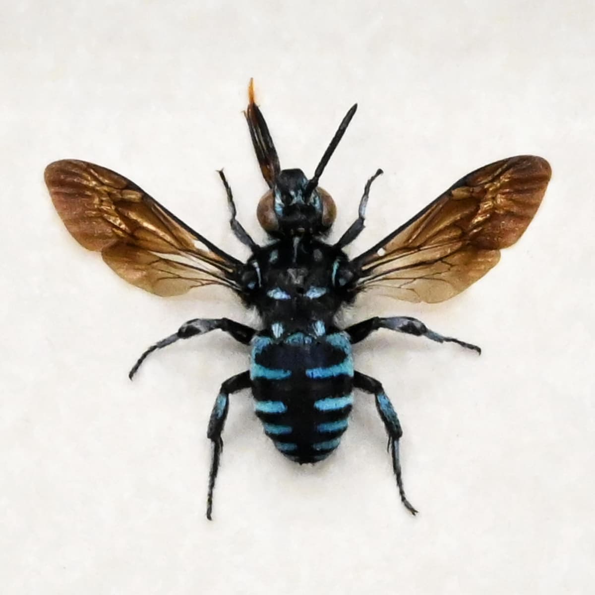 Real tiny blue bee framed taxidermy - Apidae species