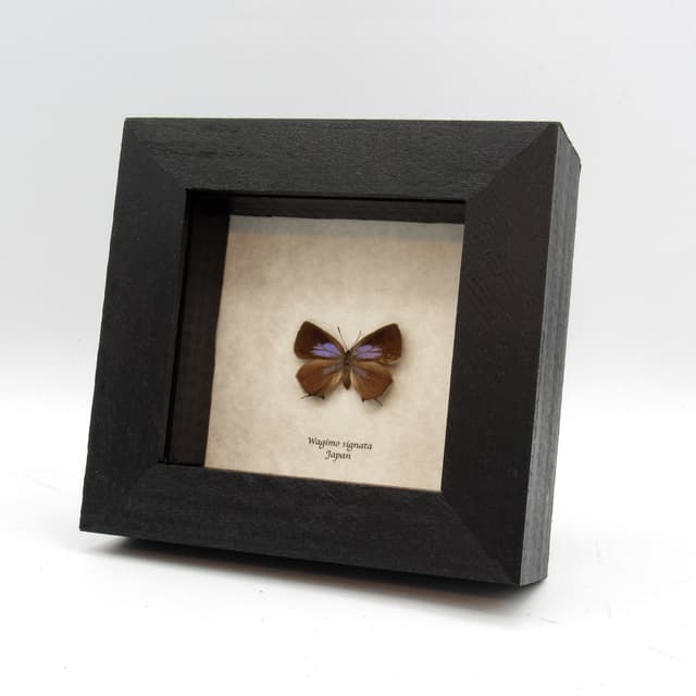 Real Tiny Purple Hairstreak butterfly framed taxidermy - Wagimo signata