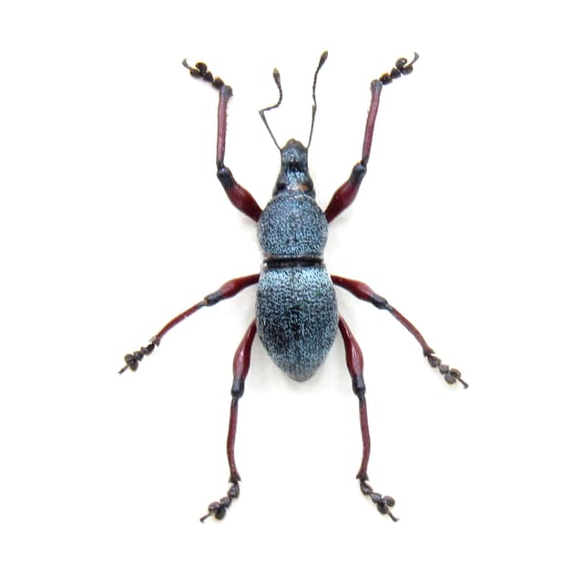 Rare steel grey weevil beetle framed specimen - Metapocyrtus samarensis