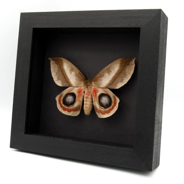 Real Giant Saturn moth framed taxidermy - Automeris metzli - female
