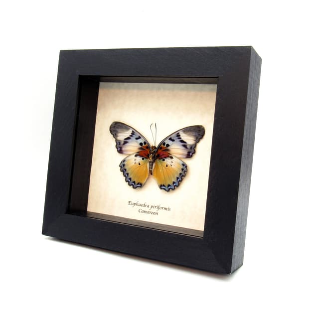 Rare Themis Forester butterfly framed taxidermy - Euphaedra piriformis - large female