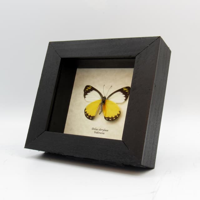 Real yellow framed taxidermy butterfly - Delias dorylaea