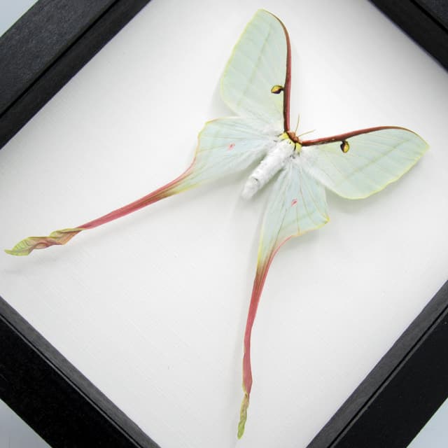 Rare XL Chinese Moon Moth framed - Actias dubernardi - female