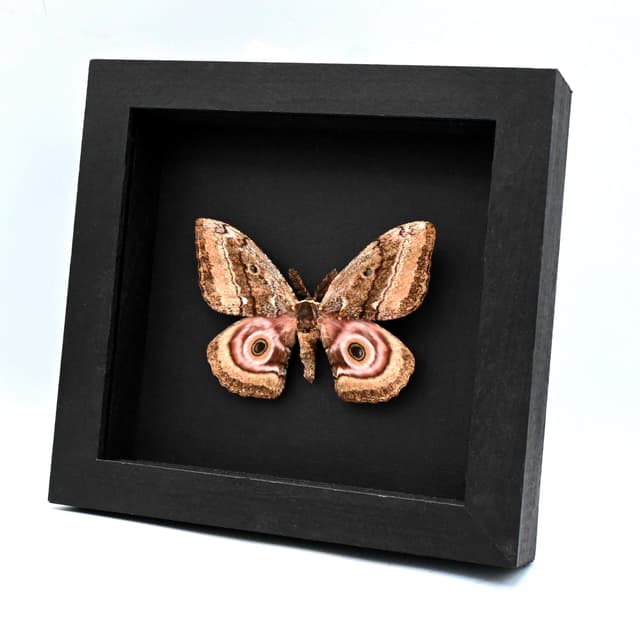 Real Giant Emperor moth framed taxidermy - Gynanisa ata