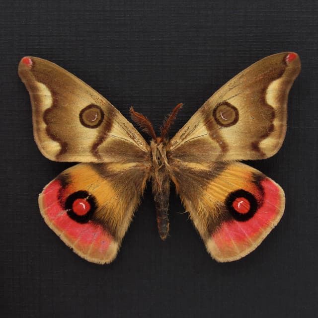 Very rare real pink Saturn moth framed taxidermy - Polythysana rubrescens