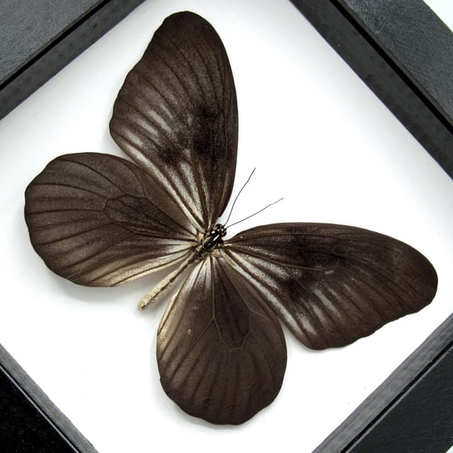 Very rare large Rice Wing butterfly framed taxidermy - Idea blanchardi kuhni - black form