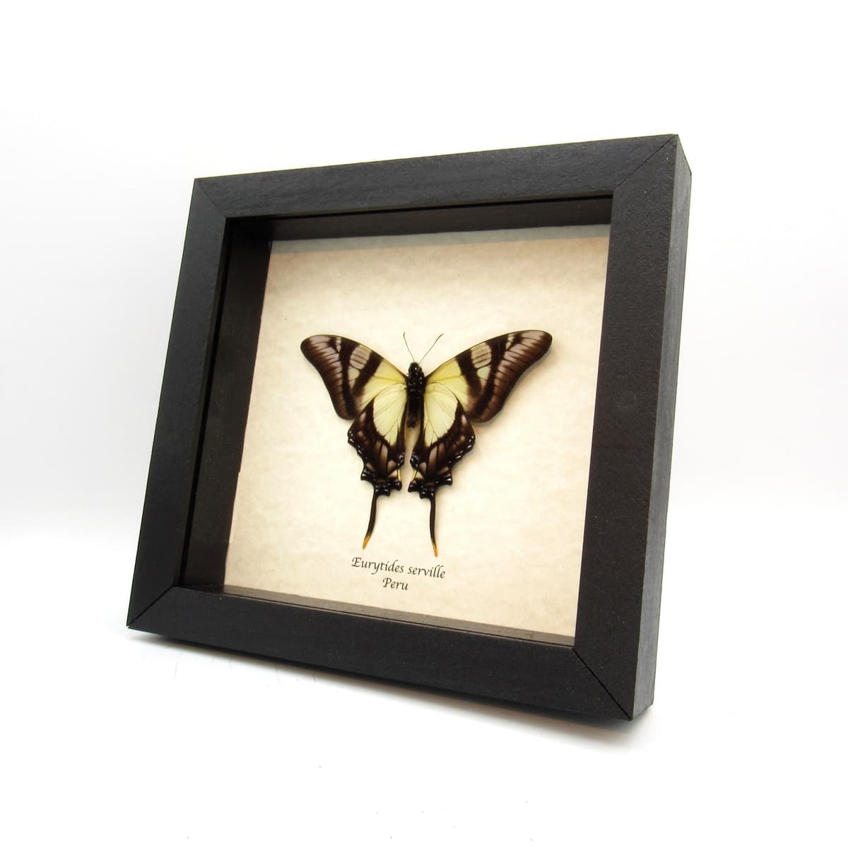 Real Swordtail butterfly framed taxidermy - Eurytides serville - Victorian mount