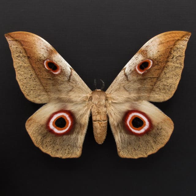 Rare XXL Saturn moth framed taxidermy - Lobobunaea christyi molleti - Massive 6.5 inch wingspan