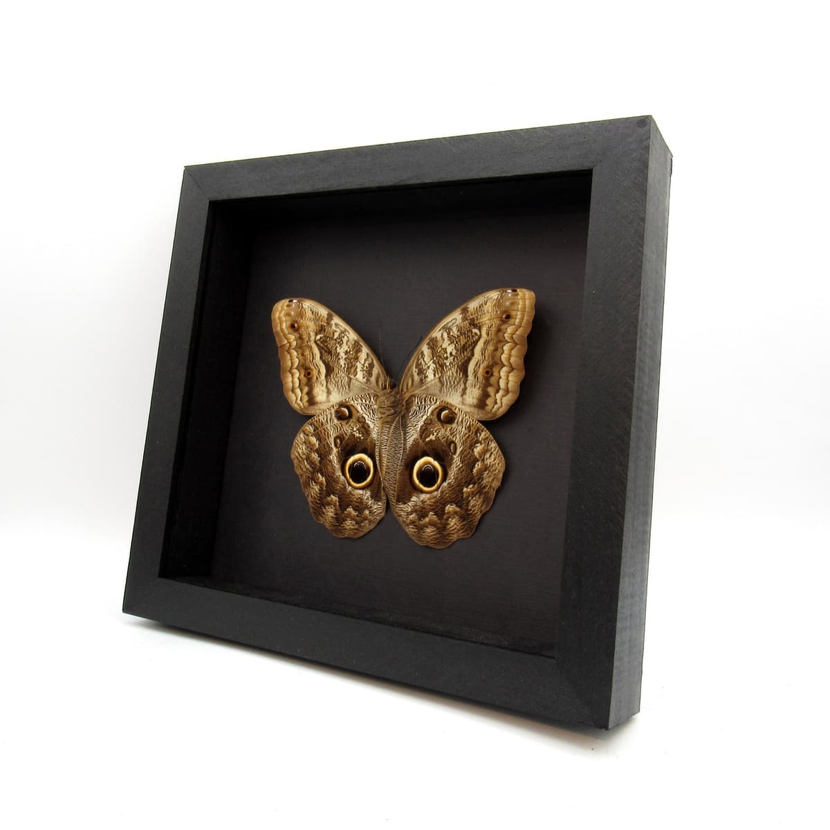 Real XL Owl butterfly framed taxidermy - Caligo memnon - female
