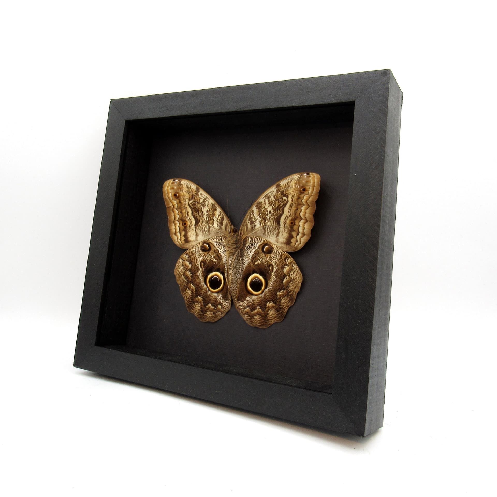 Real XL Owl butterfly framed taxidermy - Caligo memnon - female