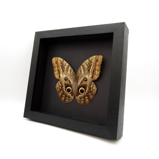 Real XL Owl butterfly framed taxidermy - Caligo memnon - female