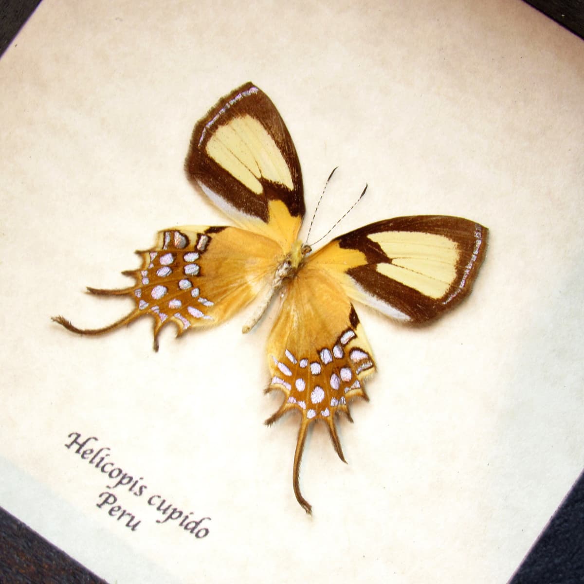 Rare metallic gold butterfly framed taxidermy - helicopis cupido