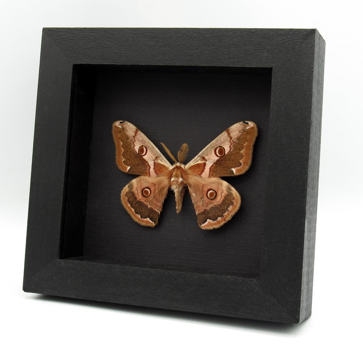 Real Saturn moth framed taxidermy - Caligula boisduvali