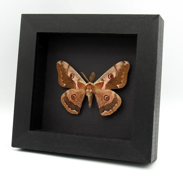 Real Saturn moth framed taxidermy - Caligula boisduvali