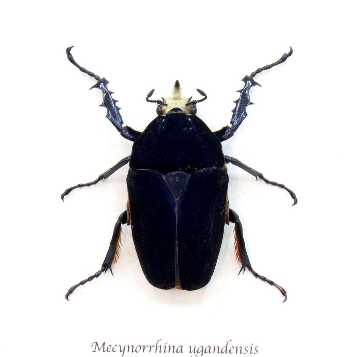 Large Scarab beetle framed taxidermy - Mecynorrhina ugandensis - rare black form