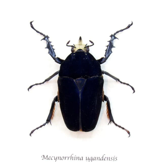 Large Scarab beetle framed taxidermy - Mecynorrhina ugandensis - rare black form