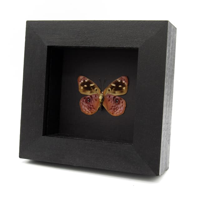 Real lavender butterfly framed taxidermy - Eunica orphise - female