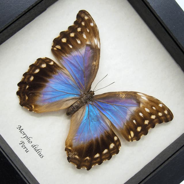 Real giant blue Morpho butterfly framed taxidermy - Morpho didius - female